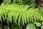 Leaf, Dryopteris cycadina
