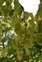 Fruit, Davidia involucrata
