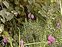 Inflorescence, Daboecia cantabrica