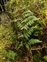 Habitat, Dryopteris aemula