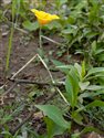 Eschscholzia californica