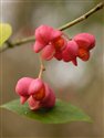 Euonymus europaeus
