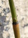 Equisetum ramosissimum