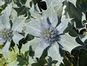 Eryngium maritimum