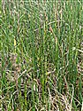 Equisetum fluviatile