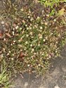 Mexican Fleabane