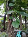 Taro Vine (guest image)