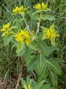 Euphorbia oblongata
