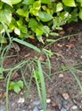 Echinochloa colonum