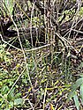 Water Horsetail