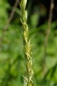 Elymus repens
