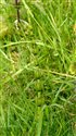 Equisetum palustre