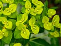 Euphorbia longifolia