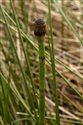 Equisetum fluviatile