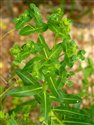 Euphorbia hyberna