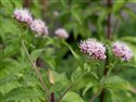 Eupatorium cannabinum