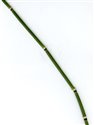 Equisetum hyemale