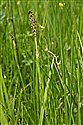 Equisetum palustre