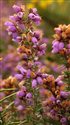 Erica cinerea
