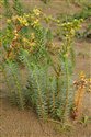 Euphorbia paralias