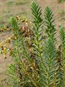 Euphorbia paralias