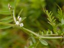 Ervilia hirsuta