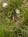 Eriophorum vaginatum