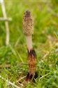 Equisetum telmateia