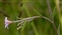 Calyx, Epilobium palustre