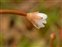 Calyx, Epilobium brunnescens