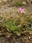 Plant, Erodium cicutarium