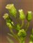 Inflorescence, Erigeron canadensis
