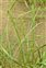 Plant, Elymus junceiformis