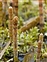 Young stem, Equisetum fluviatile