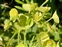 Yellow flowers, Euphorbia characias
