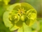 Yellow flowers, Euphorbia amygdaloides