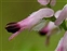 Pink flowers, Fumaria muralis