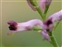 Pink flowers, Fumaria officinalis
