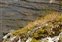 Habitat, Festuca vivipara