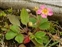 Plant, Fragaria ananassa