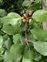 Leaf, Frangula alnus