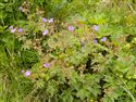 Geranium sylvaticum