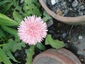 Barberton Daisy (guest image)