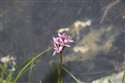 Gymnadenia conopsea agg