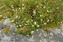 Galium saxatile