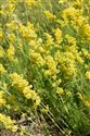 Galium verum