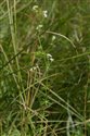 Galium uliginosum
