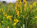 Genista tinctoria