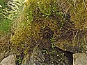 Galium sterneri