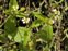 White flowers, Galinsoga quadriradiata